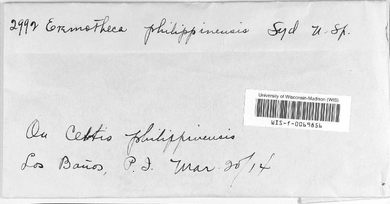 Eremotheca philippinensis image