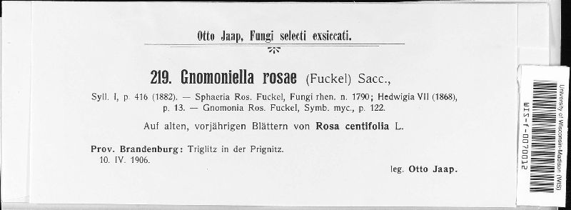 Gnomonia rosae image