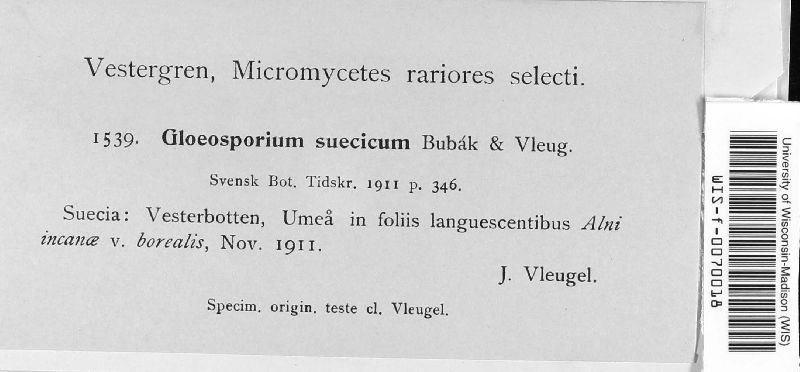 Gloeosporium suecicum image
