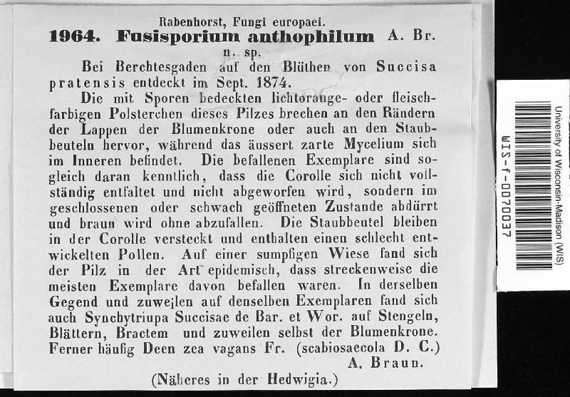 Fusisporium anthophilum image
