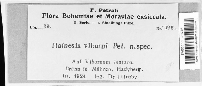Hainesia viburni image