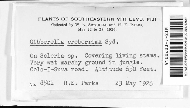 Gibberella creberrima image