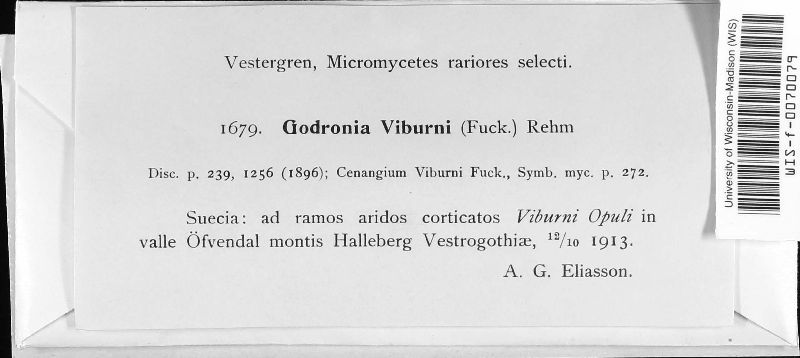 Godronia viburni image