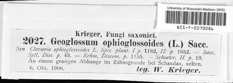 Geoglossum ophioglossoides image