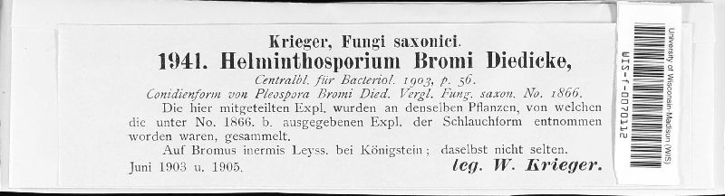 Pyrenophora bromi image