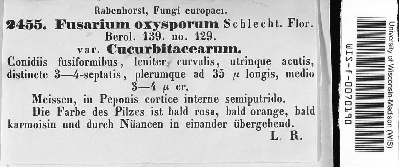 Fusarium oxysporum var. curcurbitacearum image