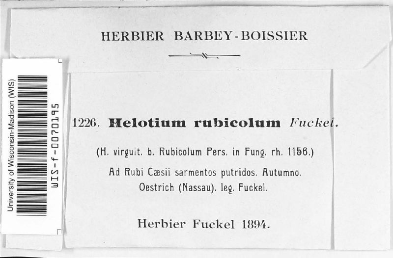 Helotium rubicolum image