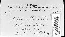 Exobasidium vaccinii image