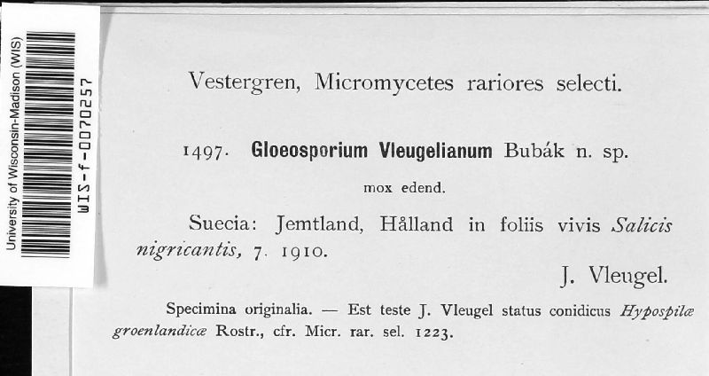 Gloeosporium vleugelianum image