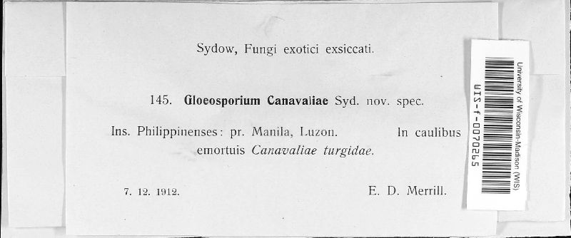 Gloeosporium canavaliae image