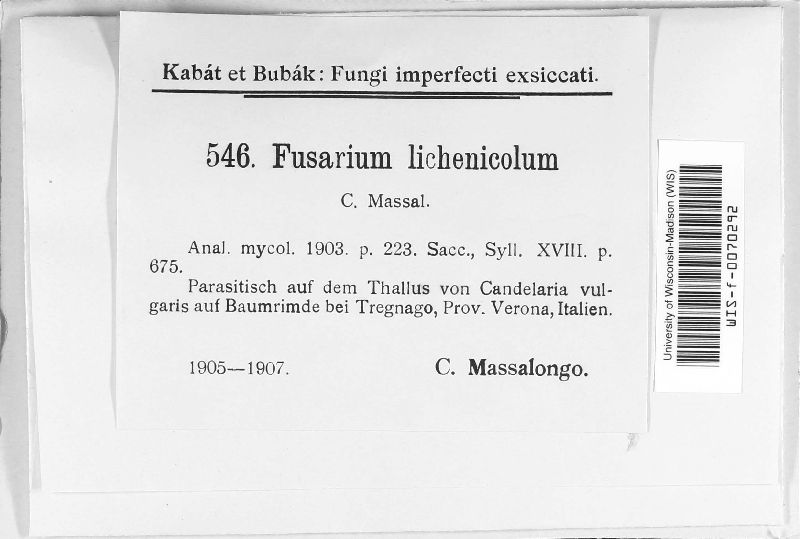Fusarium image