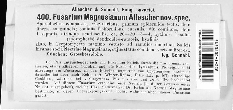 Fusarium magnusianum image