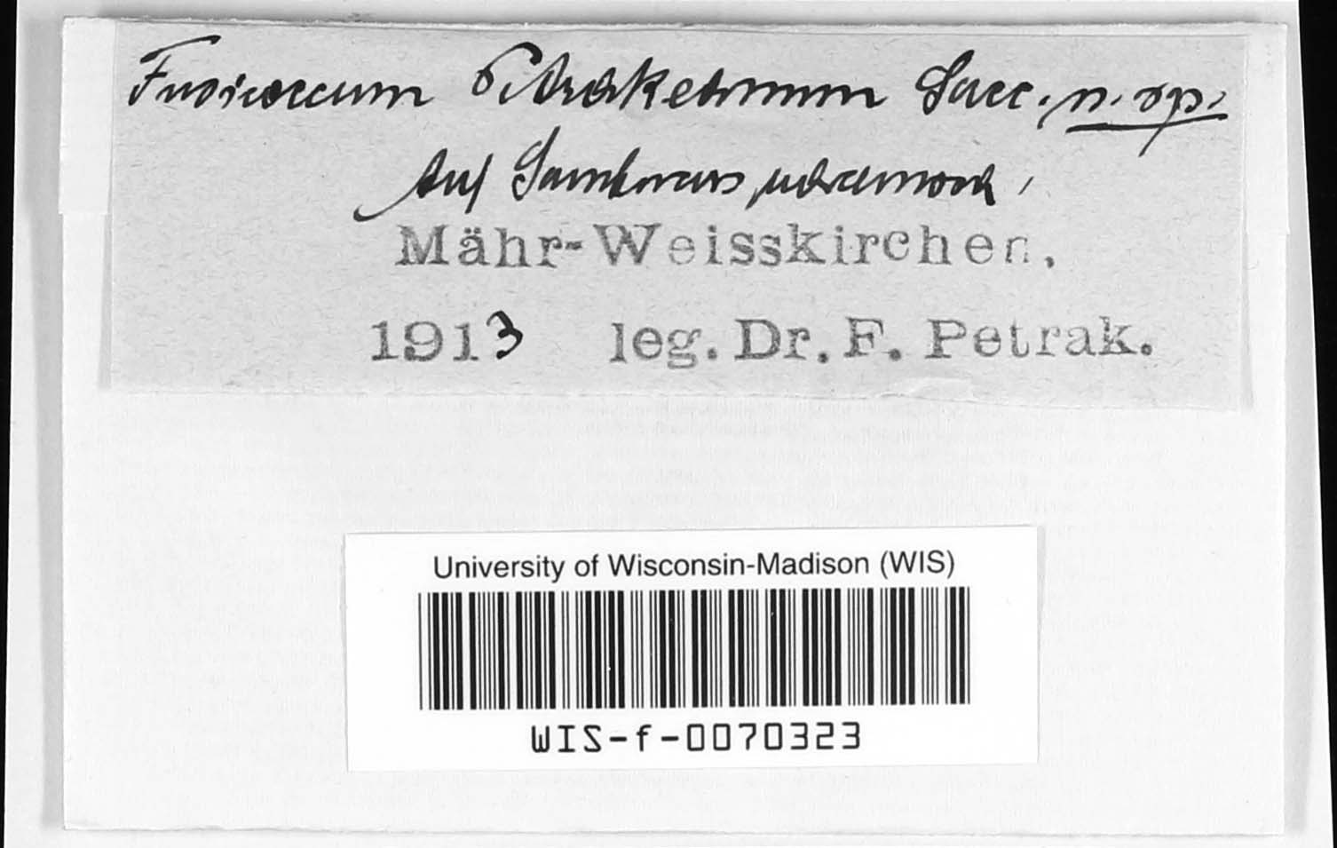 Fusicoccum petrakianum image