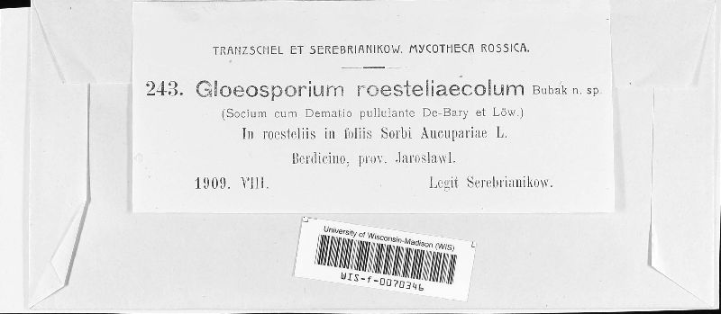 Gloeosporium roesteliicola image