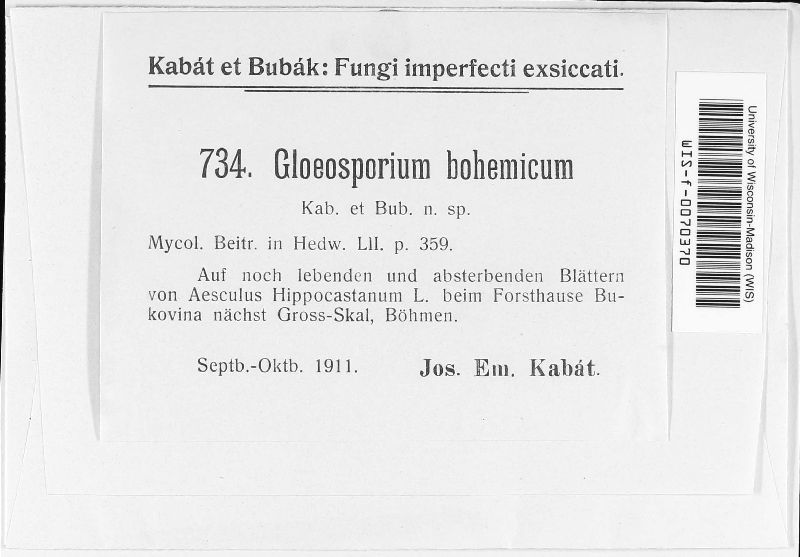 Gloeosporium bohemicum image
