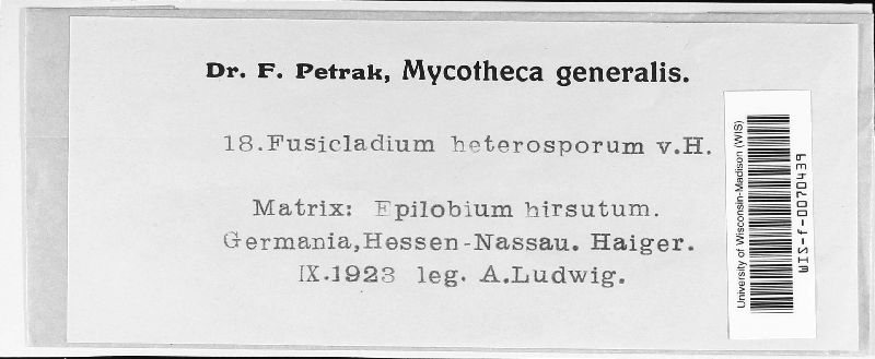 Fusicladium heterosporum image