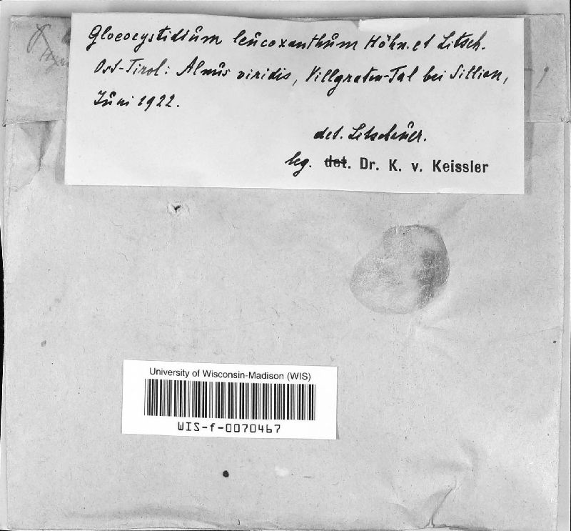 Gloeocystidiellum leucoxanthum image