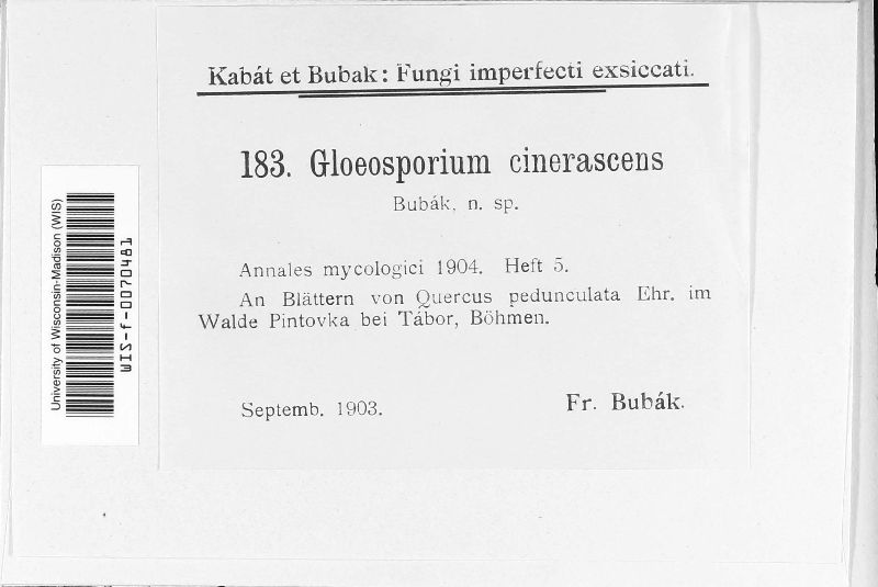 Cryptocline cinerascens image