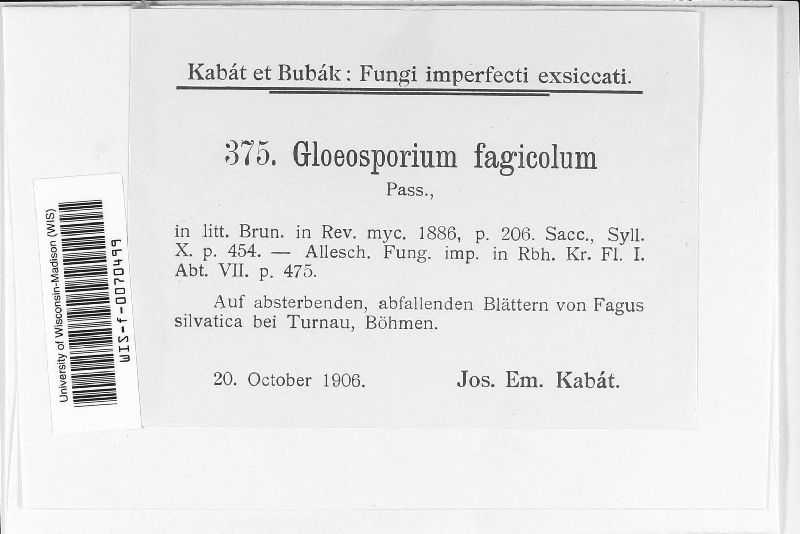 Gloeosporium fagaricola image