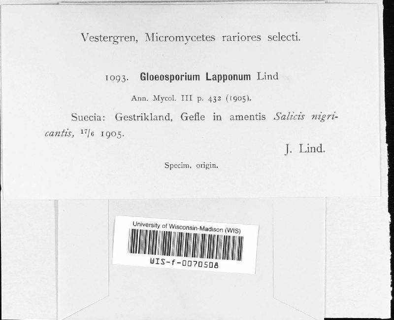 Gloeosporium lapponum image