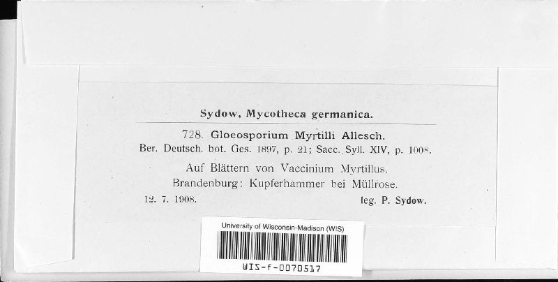 Gloeosporium myrtilli image