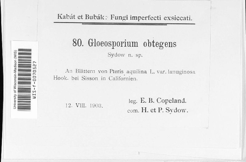 Gloeosporium obtegens image