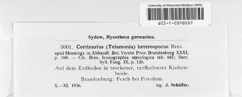 Cortinarius telamoniopsis image
