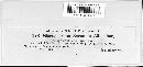 Colletotrichum coccodes image