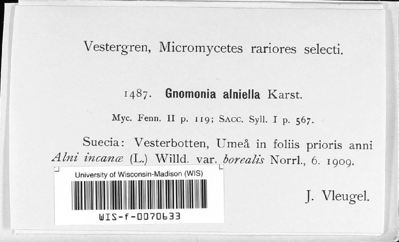 Gnomonia alniella image