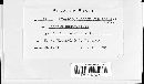 Graphiola phoenicis image
