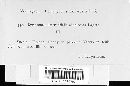 Arthuriomyces peckianus image
