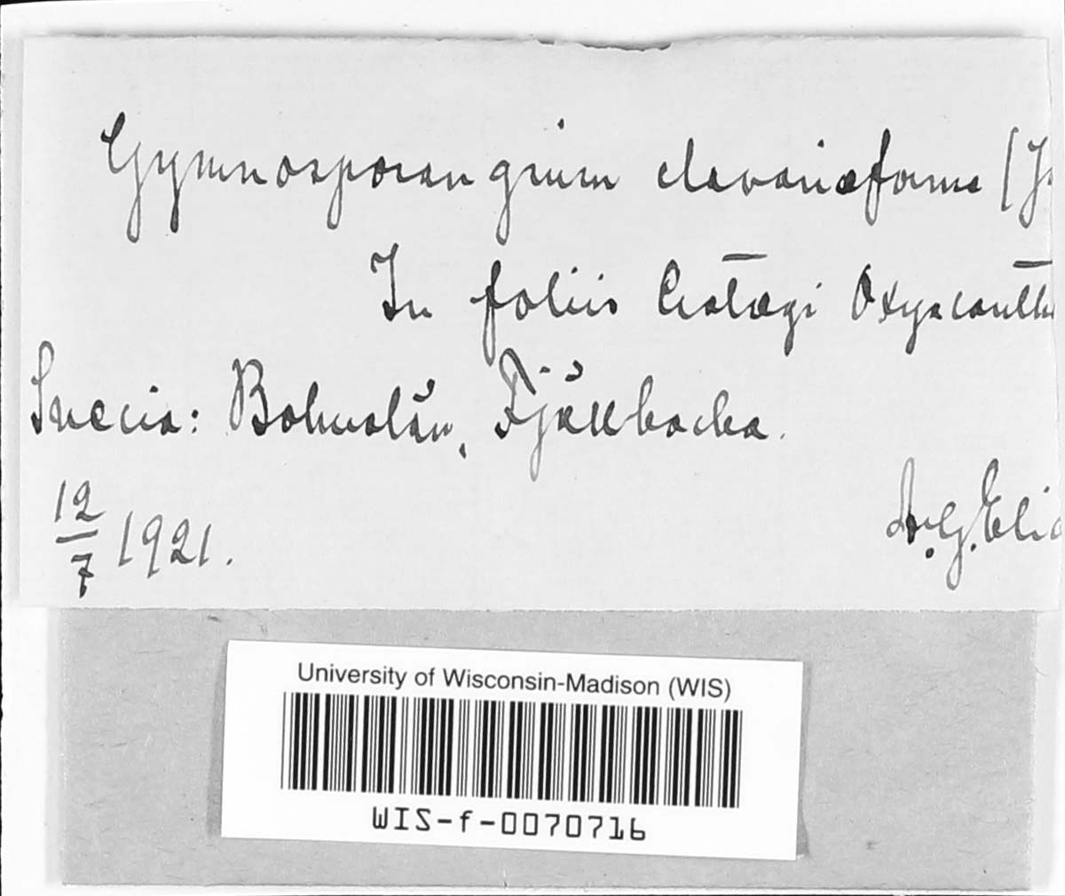 Gymnosporangium clavariiforme image