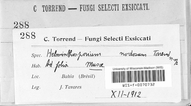 Helminthosporium nodosum image
