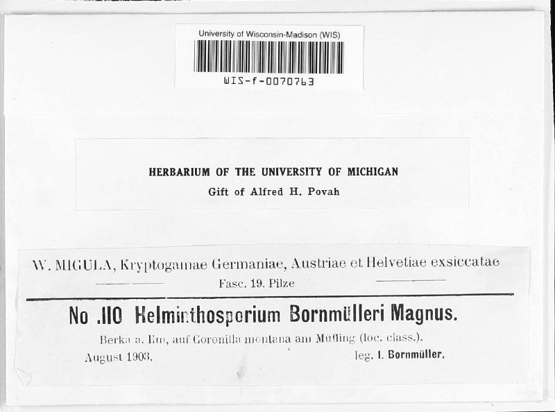 Helminthosporium bornmuelleri image