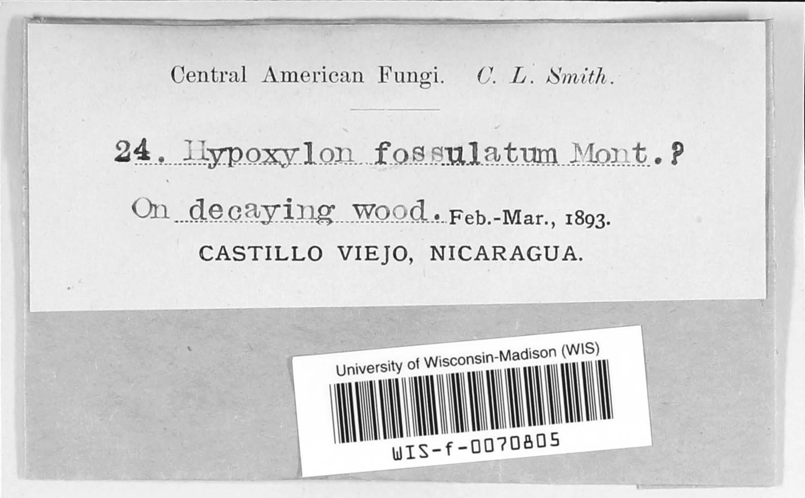 Hypoxylon fossulatum image
