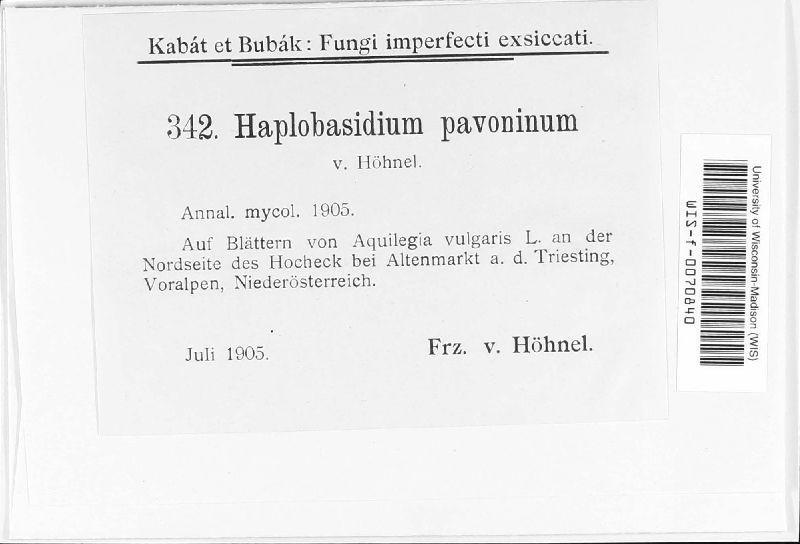 Haplobasidion pavoninum image