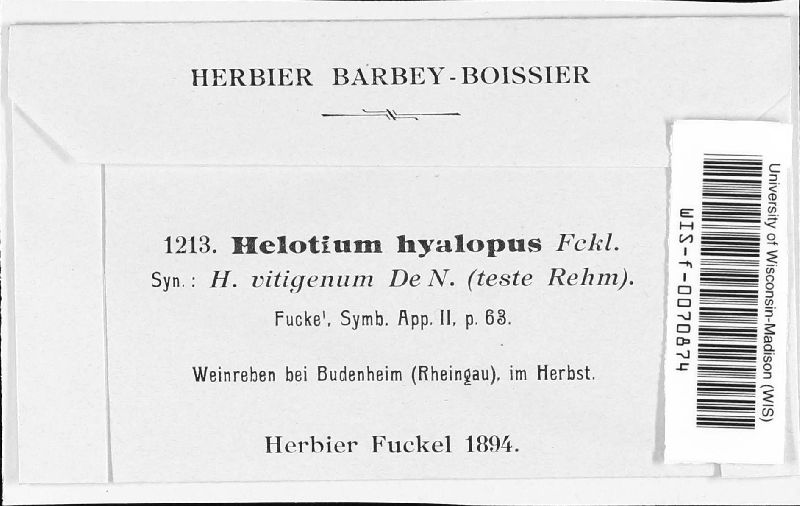 Helotium hyalopus image