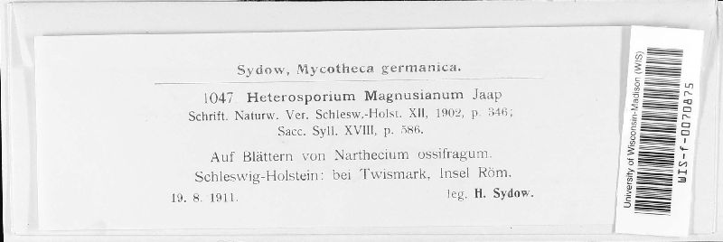 Cladosporium magnusianum image