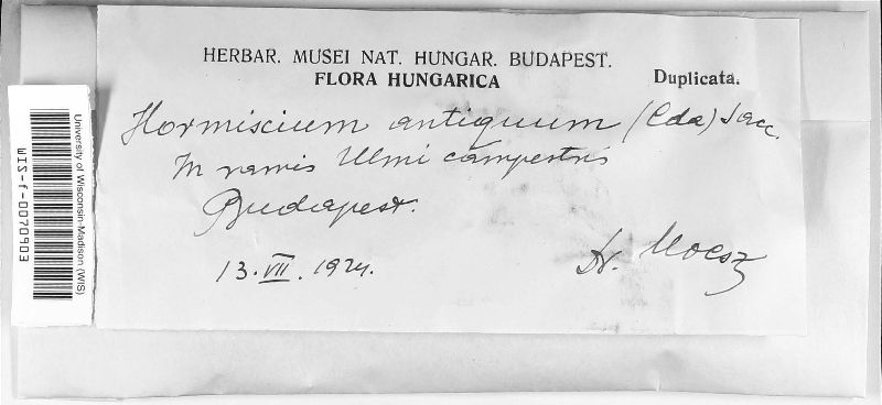 Hormiscium antiquum image