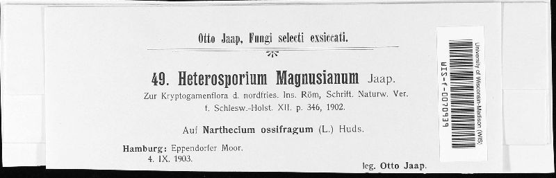 Cladosporium magnusianum image