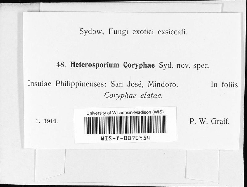 Cladosporium coryphae image