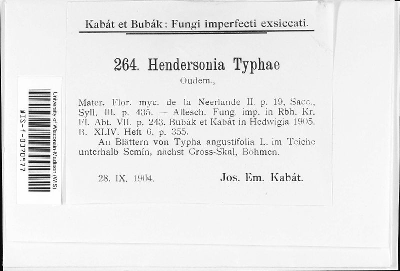 Hendersonia typhae image