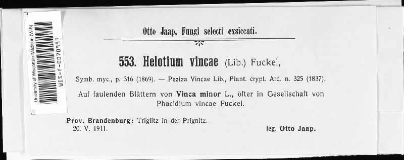 Helotium vincae image