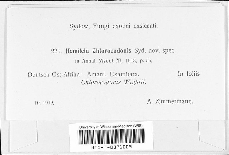 Hemileia chlorocodonis image