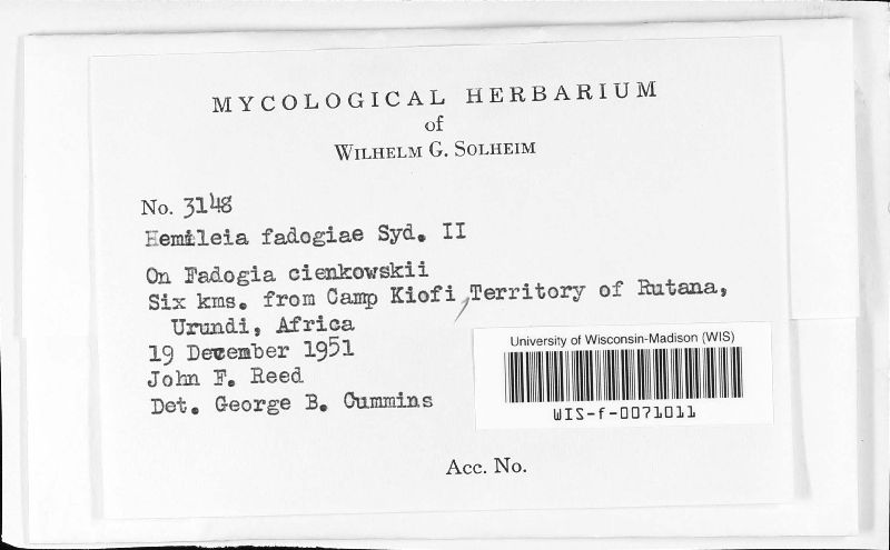 Hemileia fadogiae image