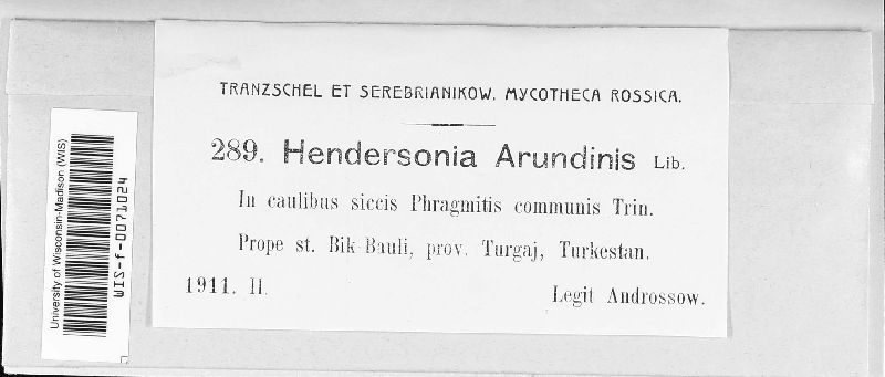 Hendersonia arundinis image