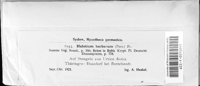 Hymenoscyphus herbarum image