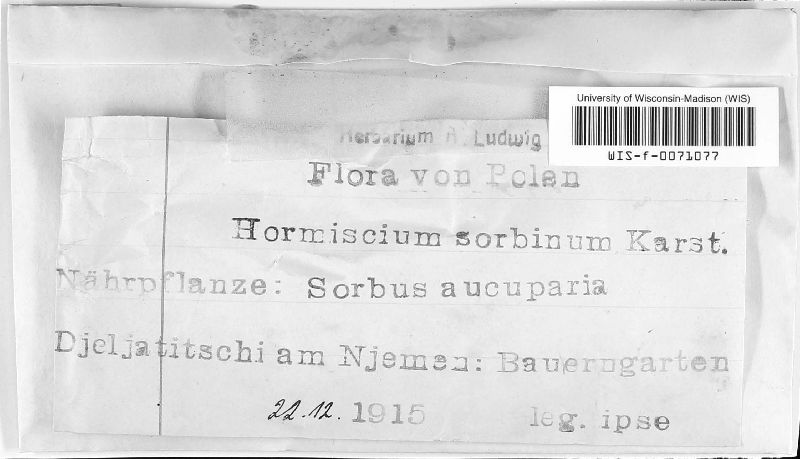 Hormiscium sorbinum image