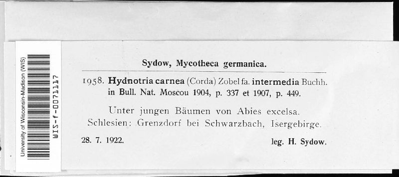 Hydnotrya carnea image