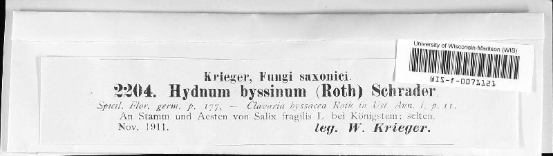 Hydnum byssinum image